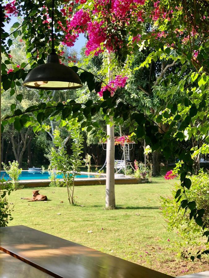 Pushkarorganic - Lux Farm Resort With Pool Exteriör bild